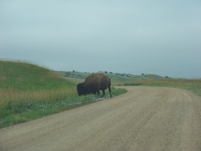 A buffalo crossing the road as we left our campsite Thursday morning!